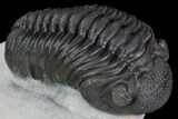 Detailed Morocops Trilobite - Top Quality Specimen #88870-2